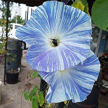 Flower゜・*:.。❁ Amazon.com : QAUZUY GARDEN 50 Rare Japan Takii White Blue